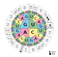 243px-Aminoacids_table.svg.png