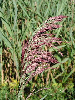 Phragmites_australis,I_LJM25909.jpg