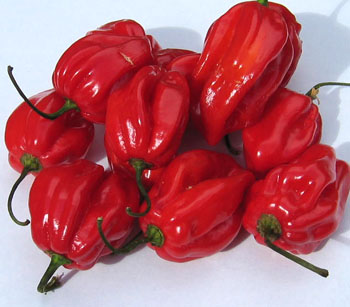 caribbean-red-habanero.jpg