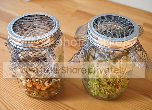 DIY_Sprouting_Kit-1_zps119cbdc9.jpg