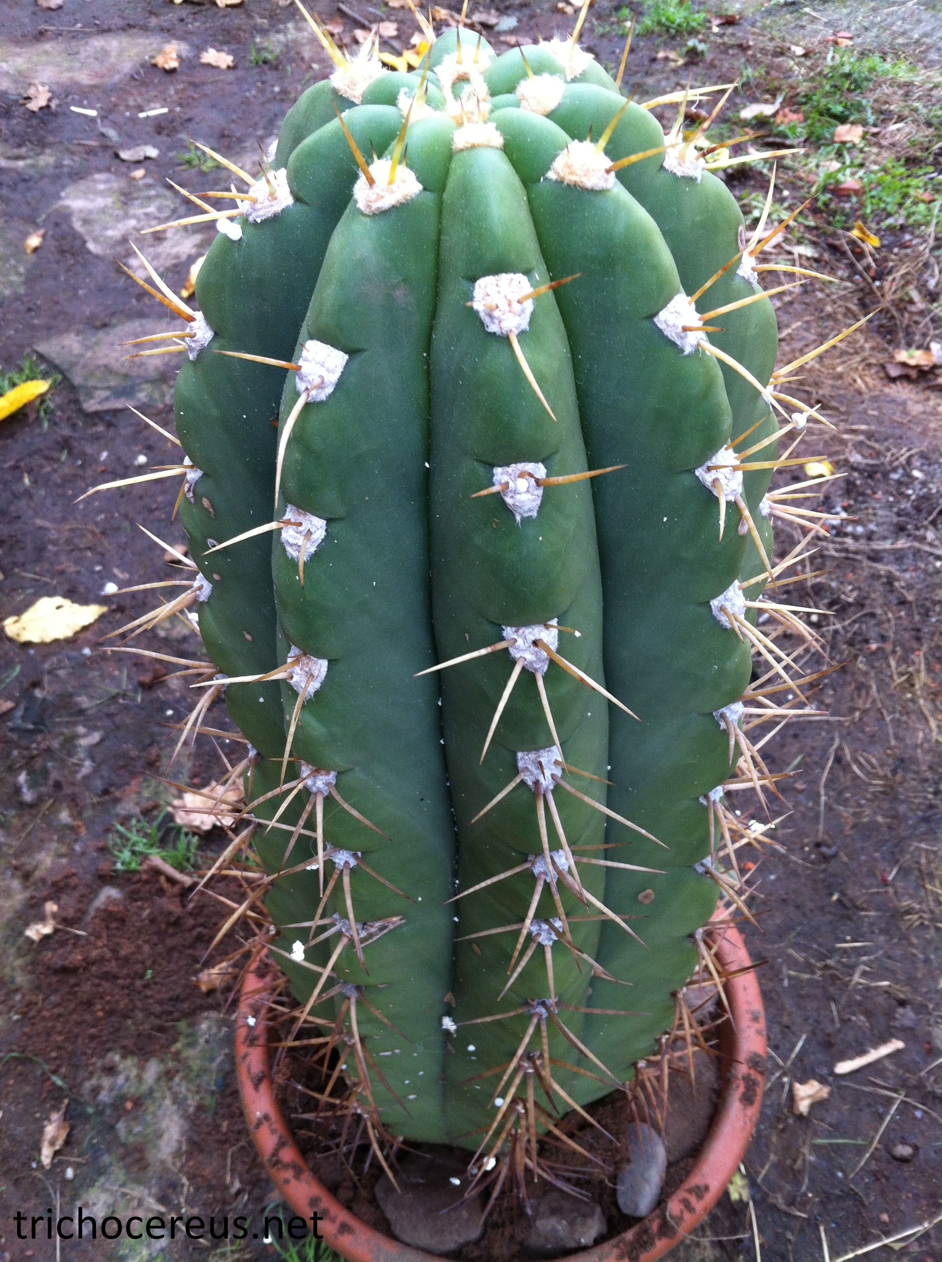 Trichocereus-Validus-3.jpg