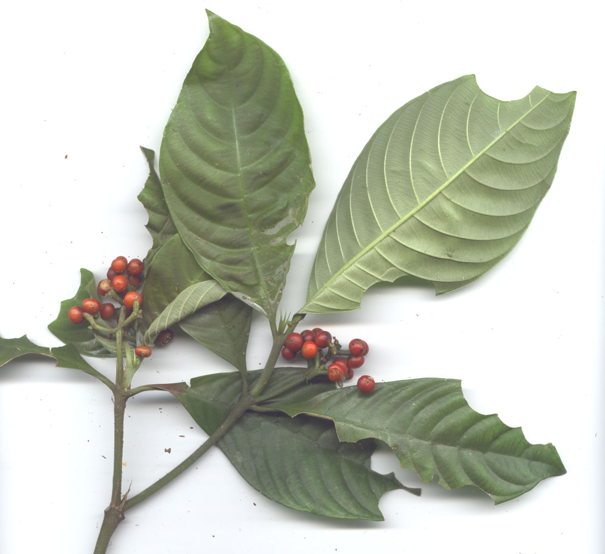 psychotria_racemosa_217.jpg