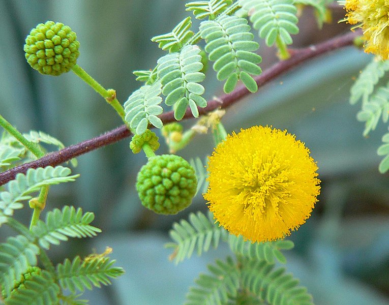 765px-Acacia_constricta_flower.jpg