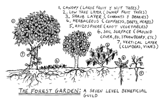330px-Forgard2-003.gif