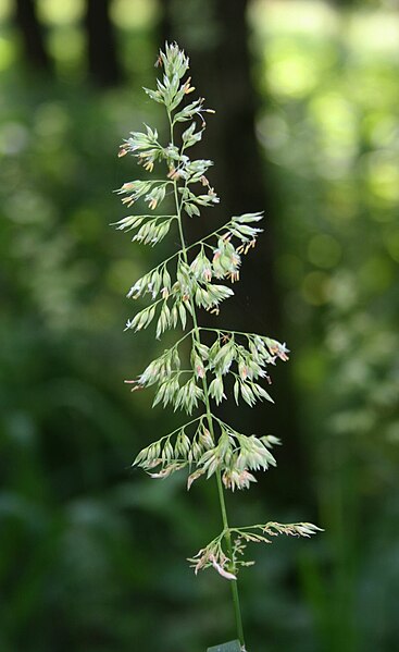 367px-Phalaris_arundinacea_1.jpg