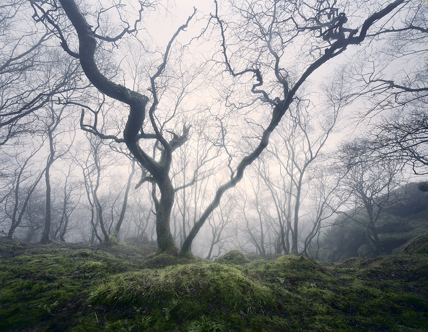 Enchanted_Woodland_by_TristanCampbell.jpg