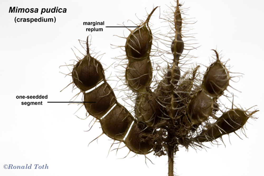 111Mimosa-pudica--(craspedi.jpg