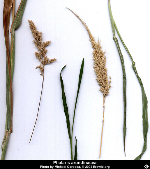 phalaris_arundinacea7.jpg