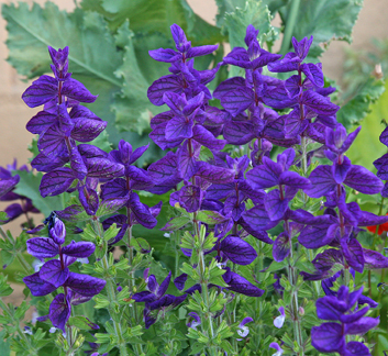 salvia_horminium_blue_close.jpg