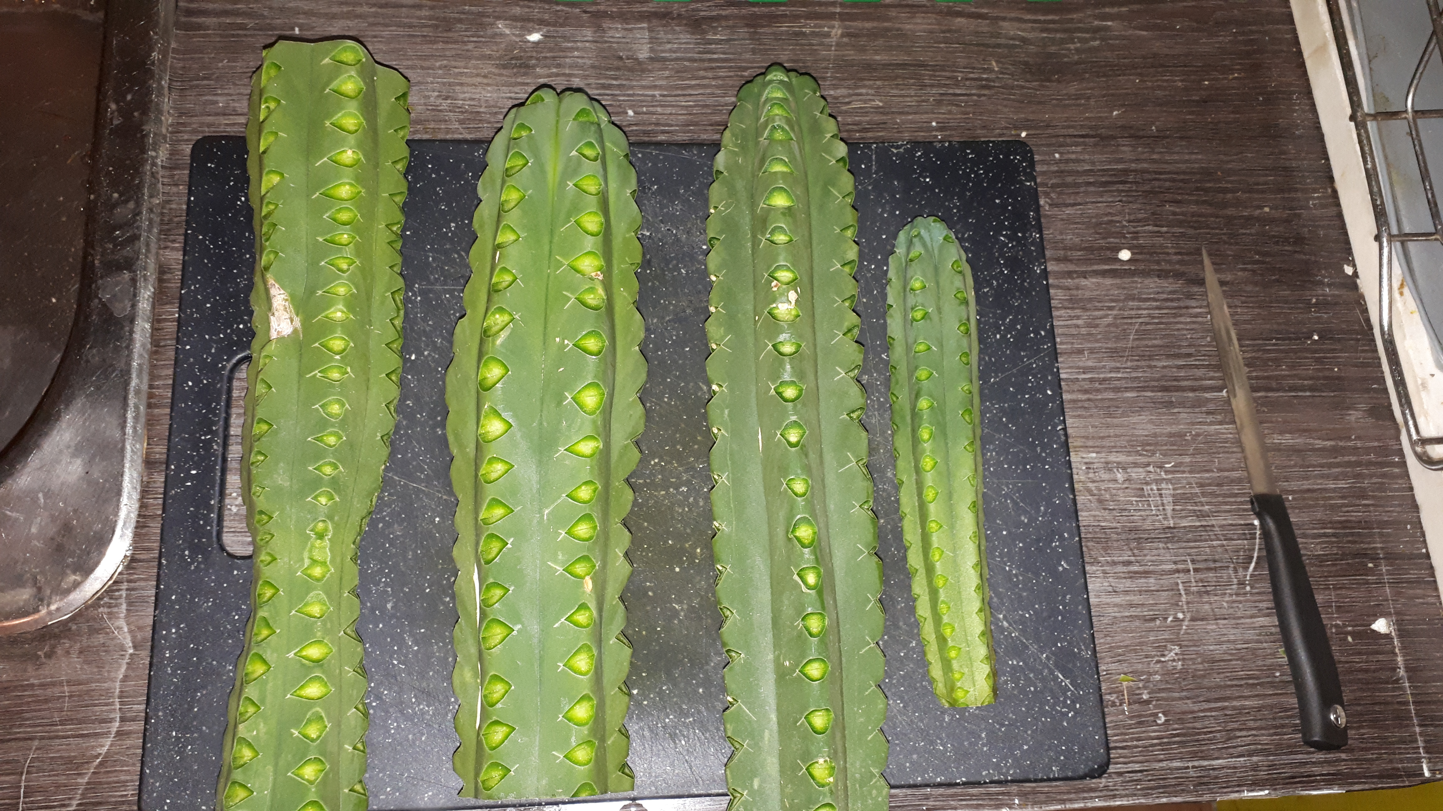 cacti_cut.jpg