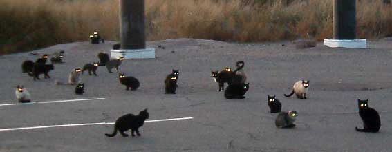 wild-pack-of-feral-cats.jpg