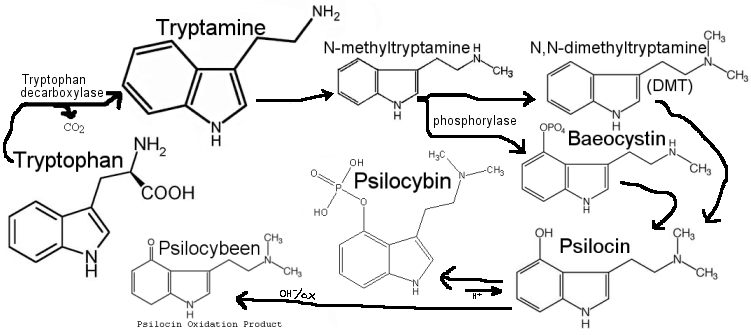 011967782-Psilocybeen_Pathway.gif