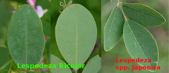 lespedeza-bic-jap.png