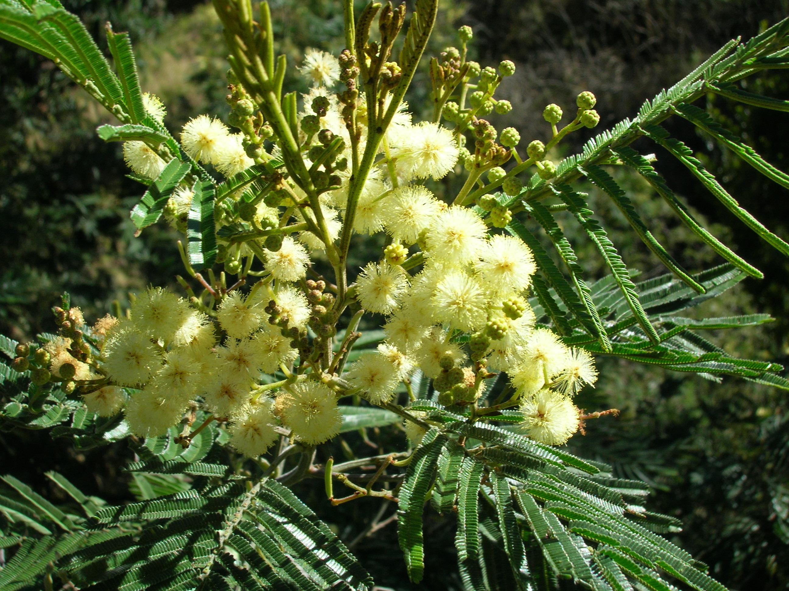 Acacia_mearnsii_blossoms.jpg