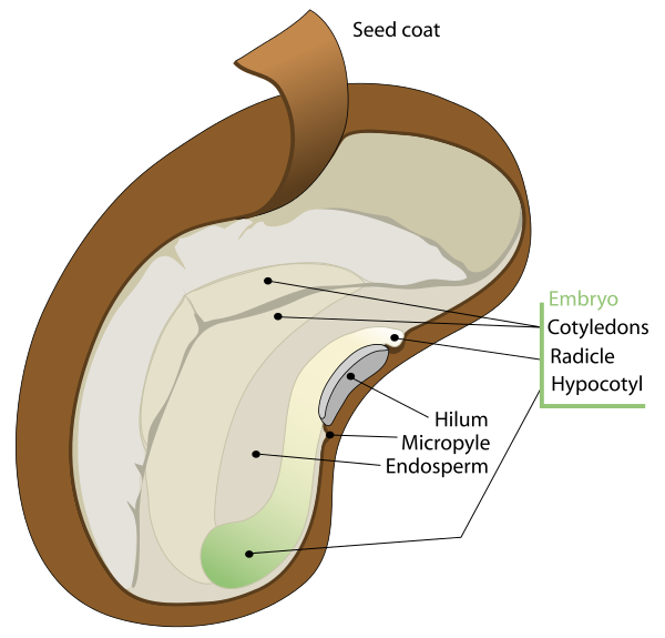 seed_diagram_Dycotyledon.png