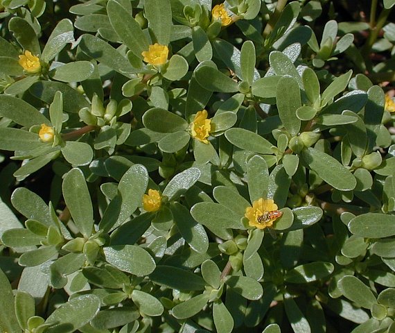 purslane.jpg