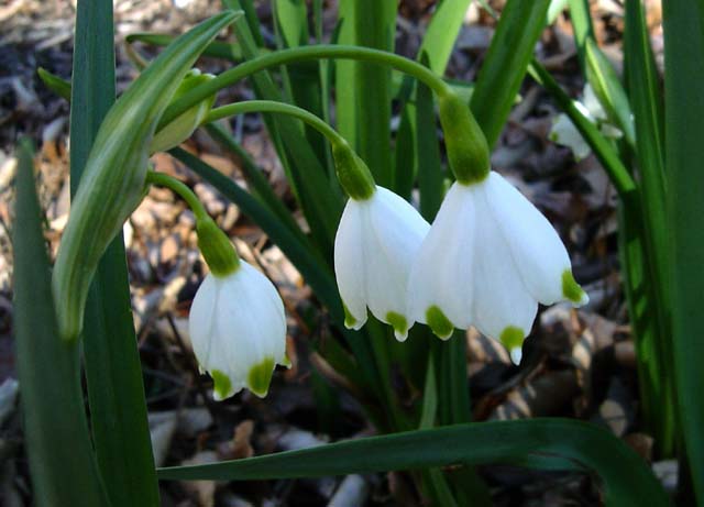 Leucojum_aestivum_var_pulchellum_JAY.jpg