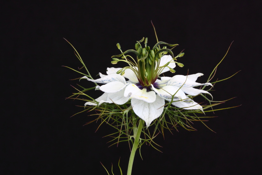 nigella-large2.jpg