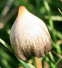 psilocybe-semilanceata2.jpg
