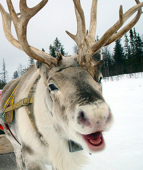 reindeer.jpg