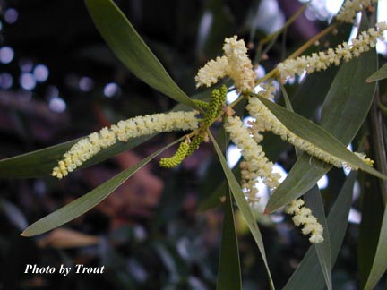 acacia_maidenii_flower.jpg