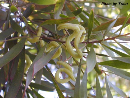 acacia_maidenii_greenfruit.jpg