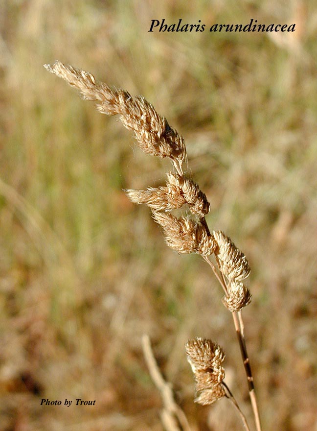 phalaris_arundinacea_seedhead_a.jpg