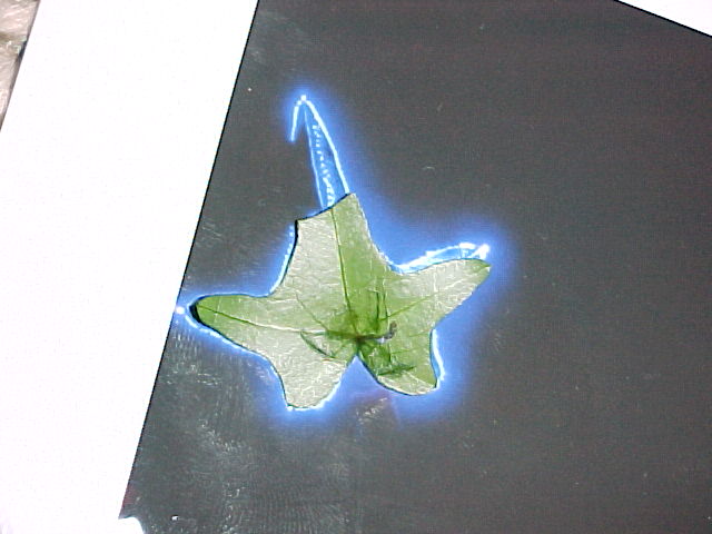 StackedKirlianLeaf.JPG