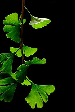 240px-Ginkgo_Biloba_Leaves_-_Black_Background.jpg