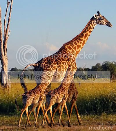 giraffes-1.jpg