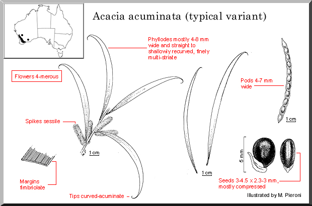 acuminata_(typical_variant).jpg