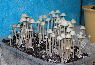 375px-Panaeolus-cyanescens-y-axis-flipped.jpg