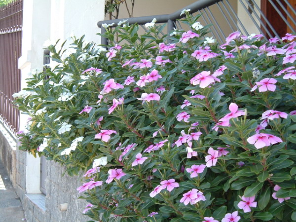 Catharanthus_roseus.jpg