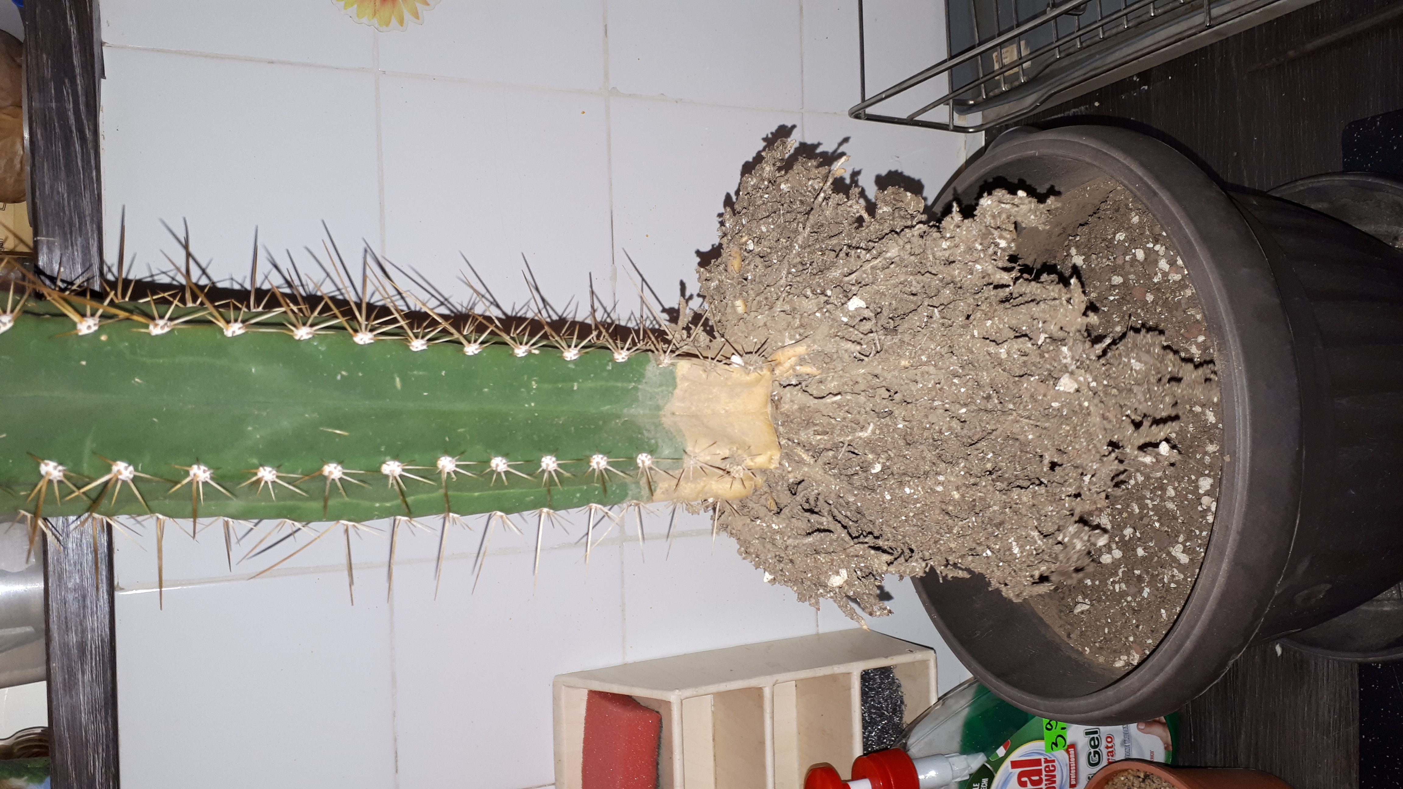 cacti1.jpg