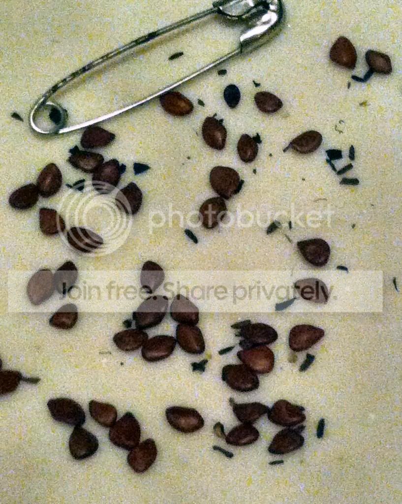 seeds.jpg