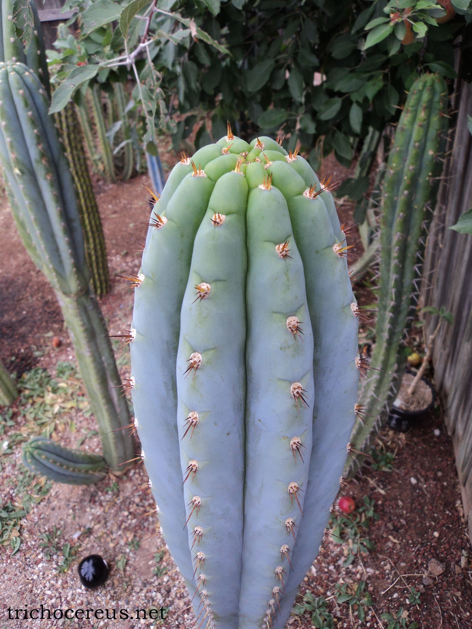 trichocereus.net