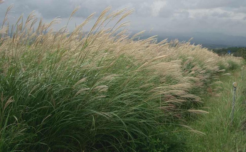 Miscanthus_sinensis_ja01.jpg