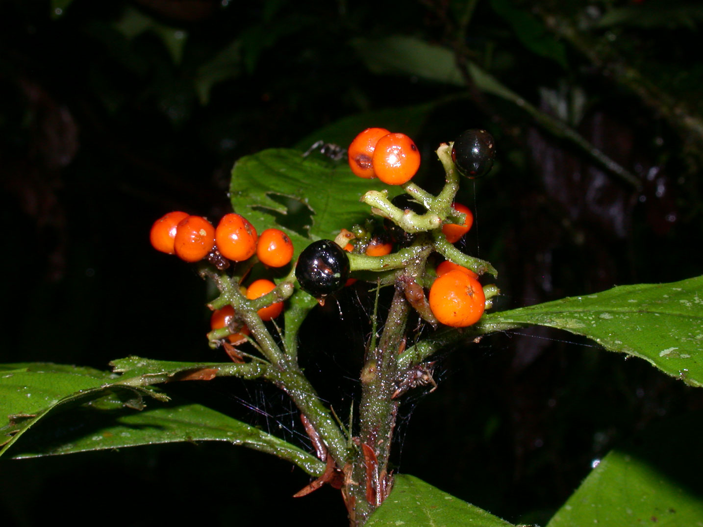 psychotria_racemosa_1405_01.jpg