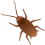 Cockroach :cockroach: 🪳